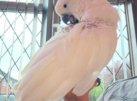 Yellow sulphur cockatoo
