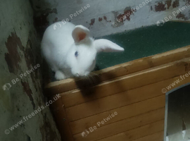 2 female available one brown andonewhite