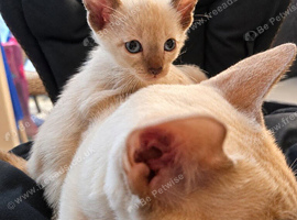 Pedigree,  registered,  outstanding pedigree lines  Tonkinese boys