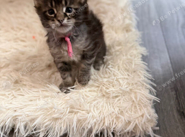 6 beautiful Maine coon kittens looking for their forever homes