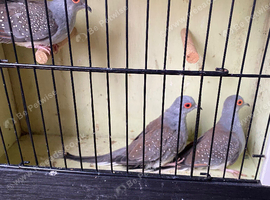 Diamond Doves Aviary birds for sale
