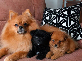 Pomeranian puppies
