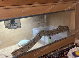 Peruvian boa
