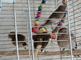 Canaries Canaries