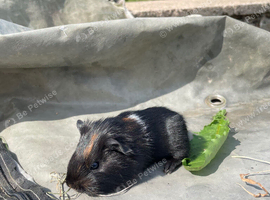 4 lovely baby boars