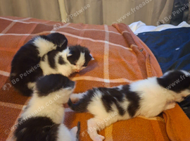 Kittens