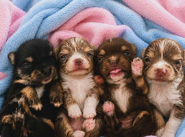 Chihuahua
