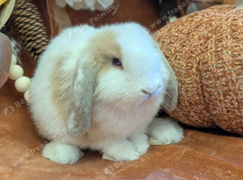 Mini lop doe