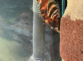 Dwarf fuzzy lion fish