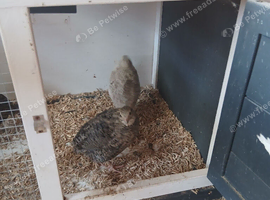 Courtnix quails 6 females 1 male