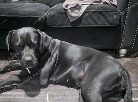 Cane corso x American bulldog