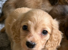 Mini longhaired dachshunds