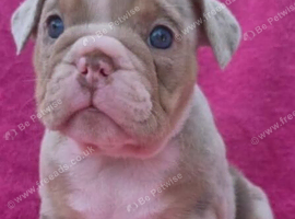 English bulldog puppy
