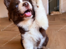 Ready Now! F3 Chocolate Pomskies - health tested parents