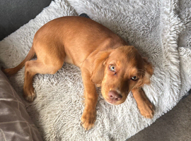 lovely red springer for sale