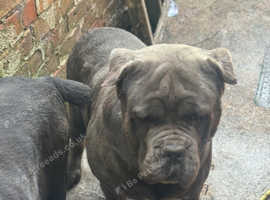 3  are looking for a new home
