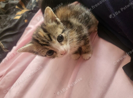 Kittens ready end August