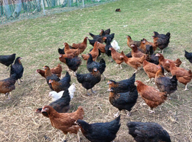 360 Black Rocks & Blacktails POL hens