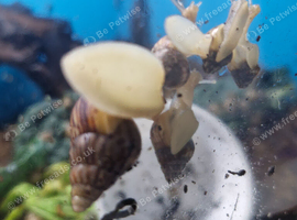 Baby giant african land snails
