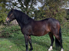 Registered new forest gelding