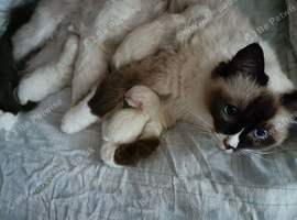 Ready Active kittens of Champion Status dad