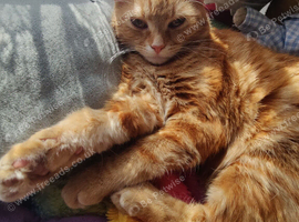 5 month old kitten