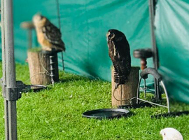 Brown wood owl for sale female