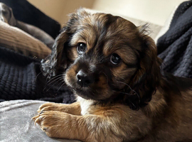 Schweenie puppies