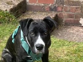8 month old Male Cane Corso Mix