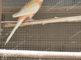 Lutino hen
