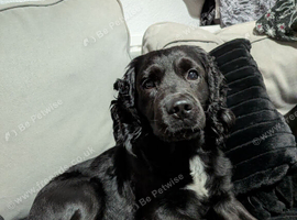 5yr old male cocker