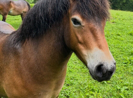 Exmoor mare for sale