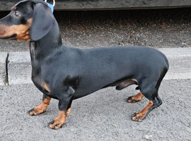 Dashound 2 years male