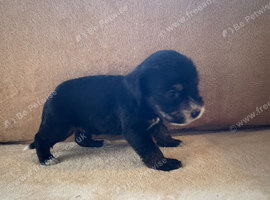 4 beautiful cockapoo puppies