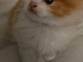 Adorable Kittens Ready Now
