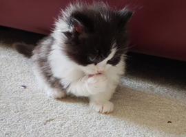 Snowshoe x British Longhair Kittens