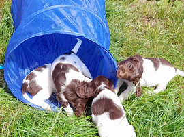 Gorgeous English Springer Spaniel Puppies