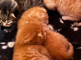 Kittens