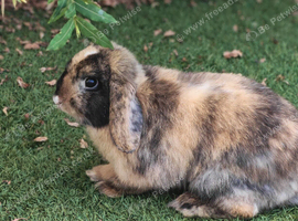 Mini Lop Youngsters