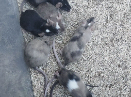 Male Mice Available