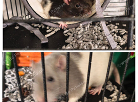 3 male rats with large wheel cage