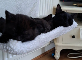 Kittens