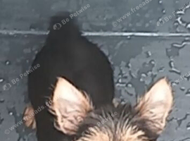 Two beautiful male Yorkshire terrier puppies for sale