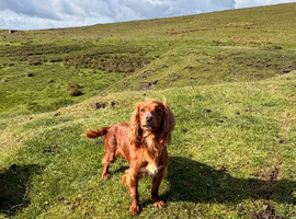 Lovely female spaniel