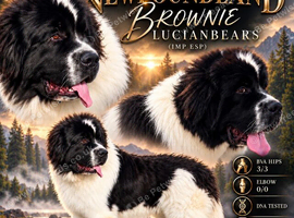 Spanish import fully health tested Newfoundland stud