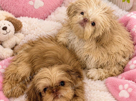 2 x 6 month old imperial shih Tzu girls