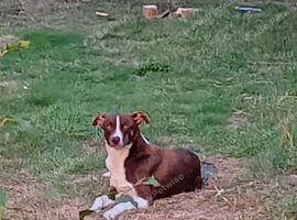 22 month old male collie