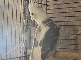 Cockatiel