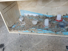 Two Quails hens