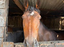 15.1 hh 12yr sweet tb fun hack